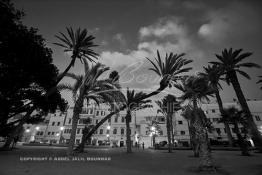 Image du Maroc Professionnelle de  Les palmiers du Jardin Arste Zerktouni, un des premier espace vert située à l'intérieur de la médina de Casablanca, Jeudi 22 Septembre 2016. (photo Abdeljalil Bounhar) 